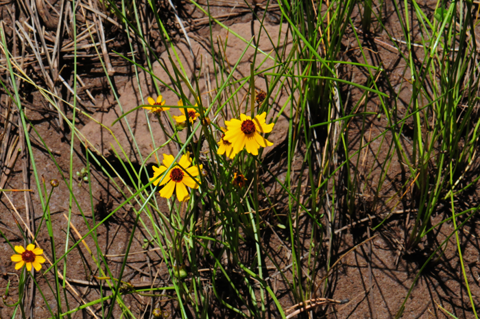 Golden Tickseed flowers grow on slender stalks. Note that the flowers have 8 ray florets with notched ends while the disk flowers are maroon or reddish-brown. Coreopsis tinctoria